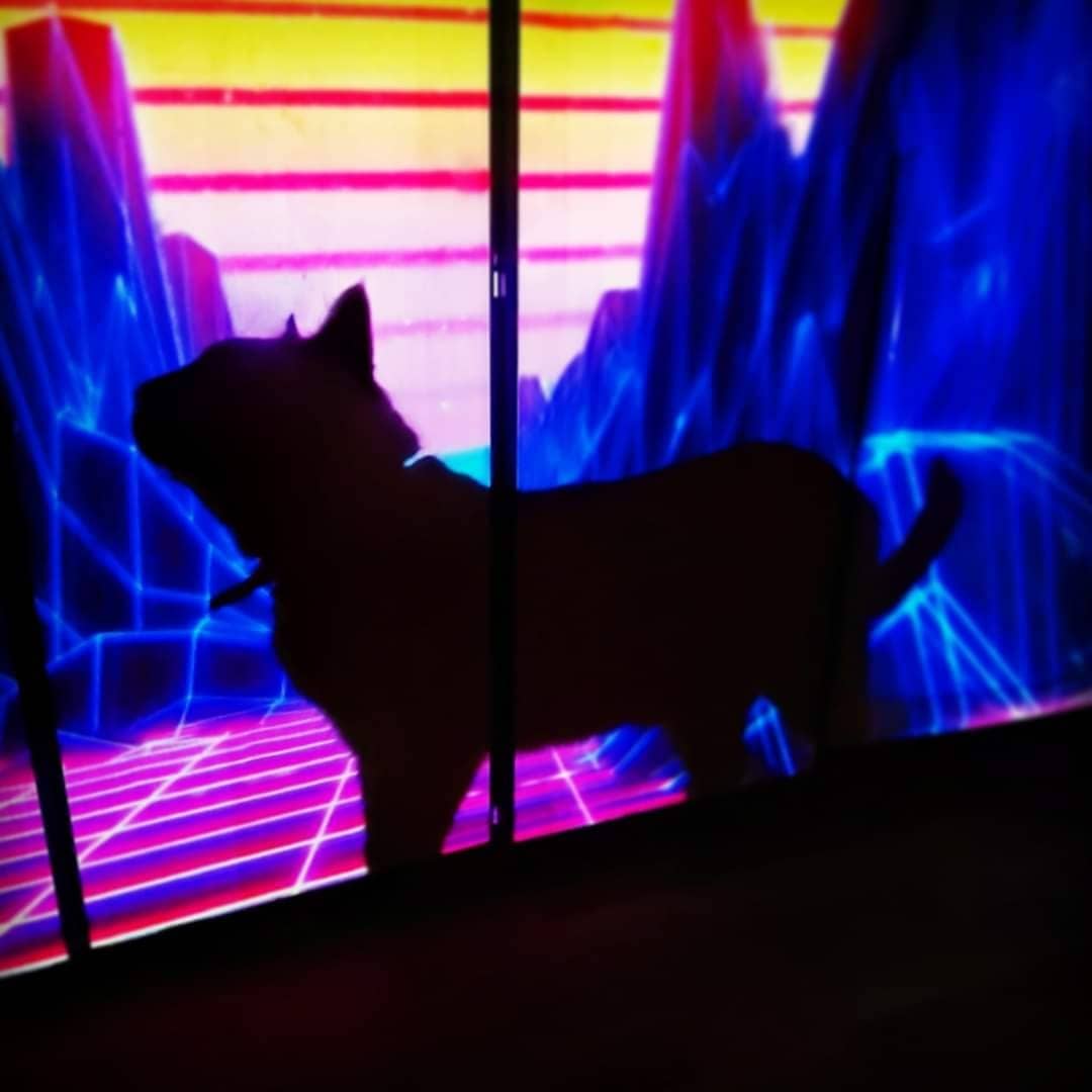 #nala #cat #vj #synthwave #pet #space #projection #shadow #blackcat